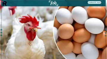 أسعار الخميس.. تحديث جديد في أسعار الدواجن والبيض ليوم الأحد 14-12-2025